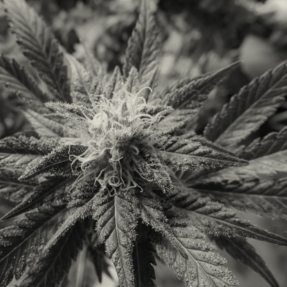 Cannabis Prohibition is Falling Apart