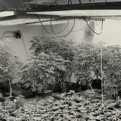 Cannabis regulation is by no means a simple matter, but it can be done