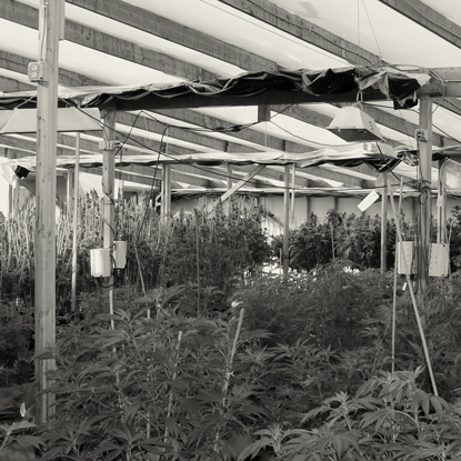 Did You Know that Marijuana is Illegal in Canada?