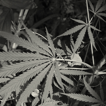 Du cannabis partout!